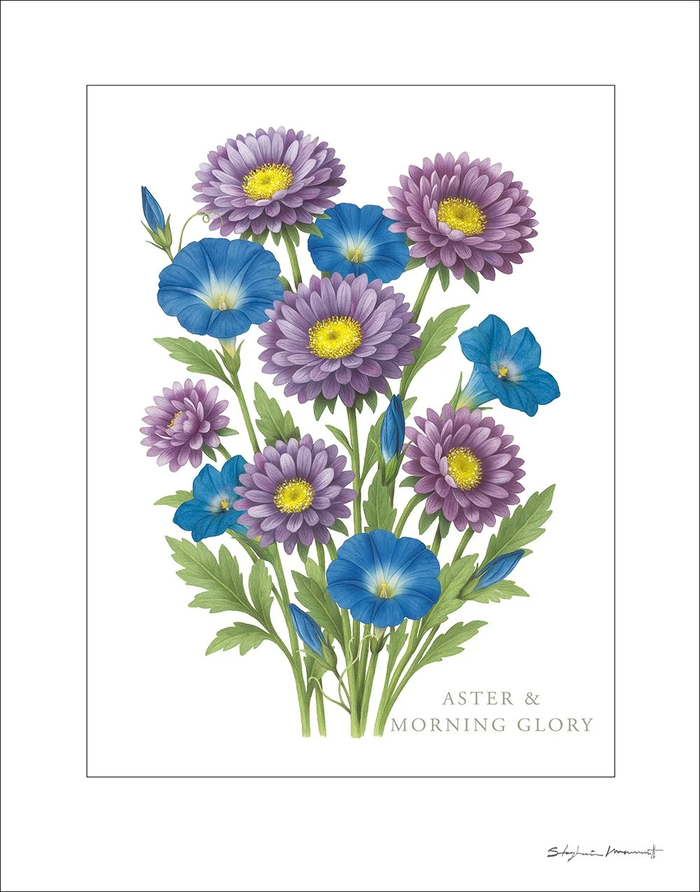 SM2510008 SEPT MorningGlory&Aster 11x14.jpg