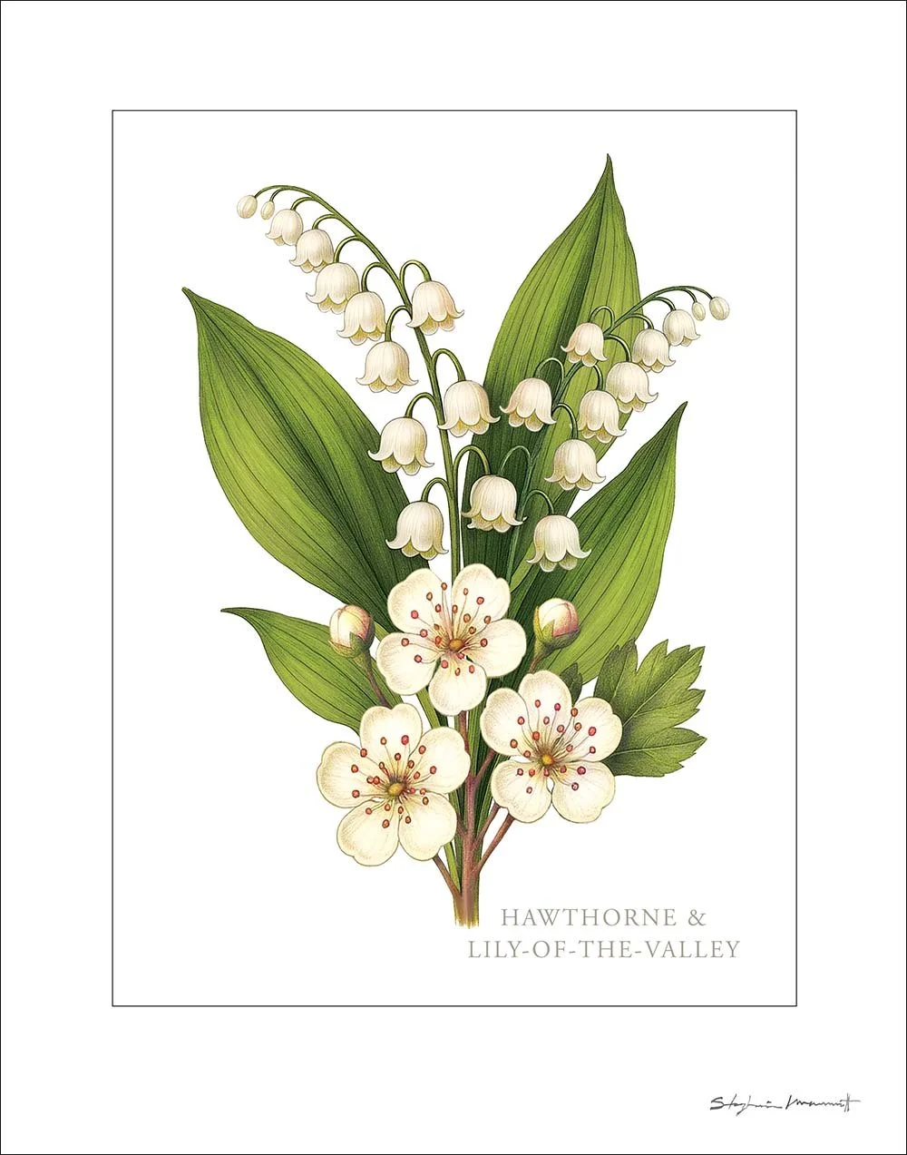 SM2509017 MAY Hawthorn&LilyStudy 11x14.jpg