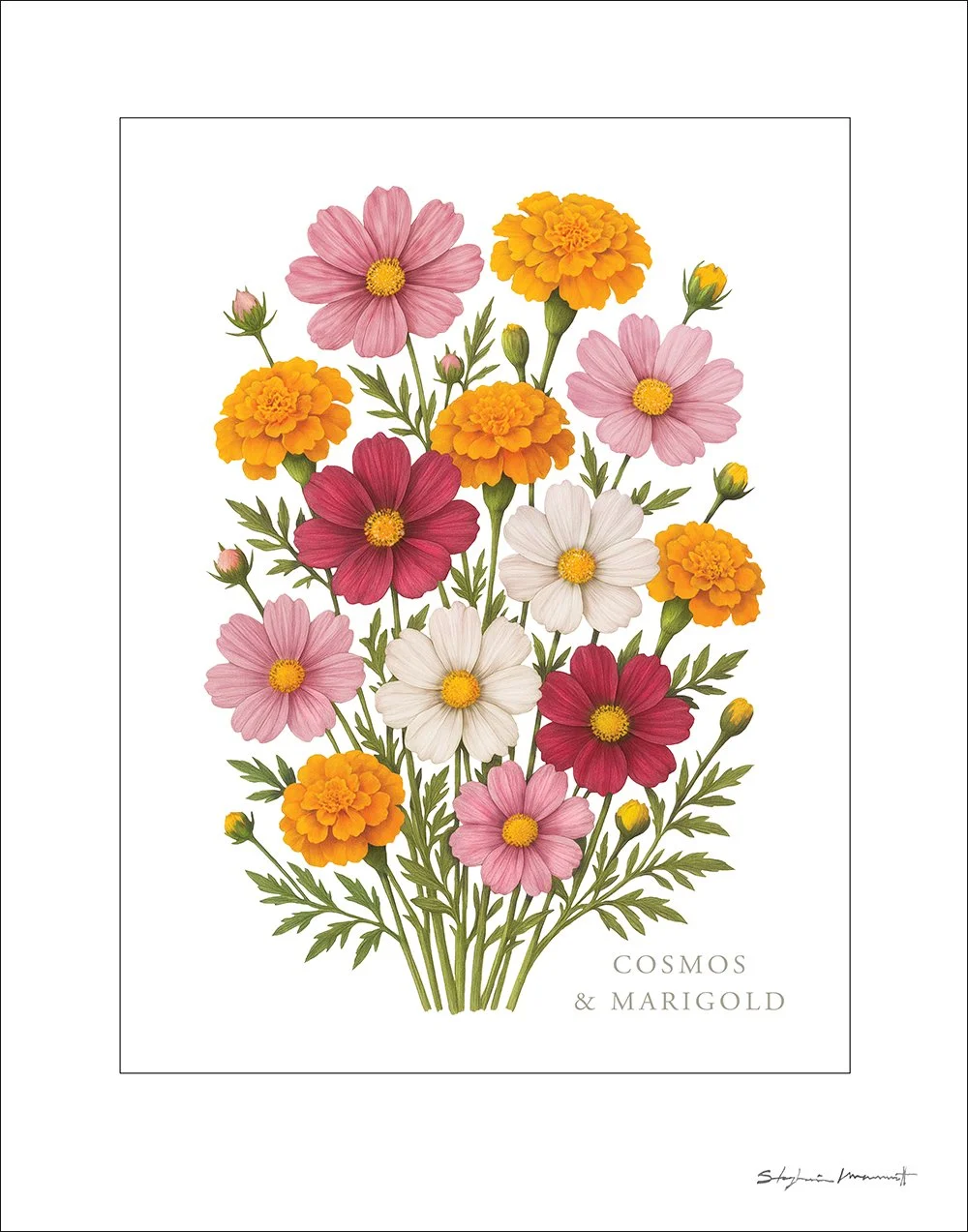 SM2510009 OCT Comos&Marigold 11x14.jpg