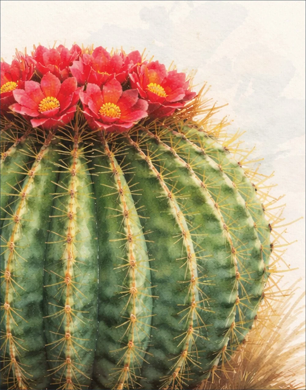 SM2603015 BarrelCactus Close-Up 11x14.jpg