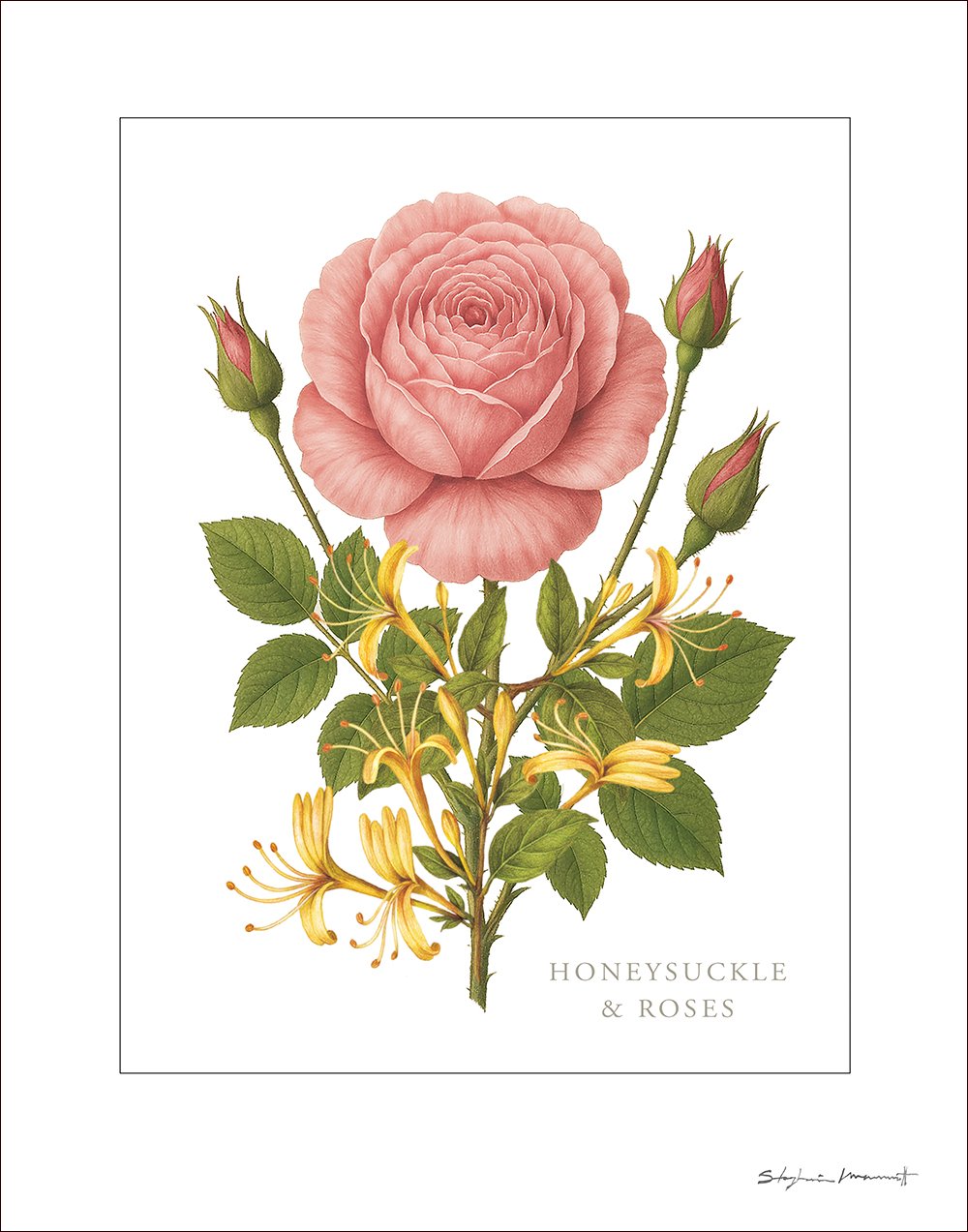 SM2510001 JUNE Honeysuckle&Rose 11x14.jpg