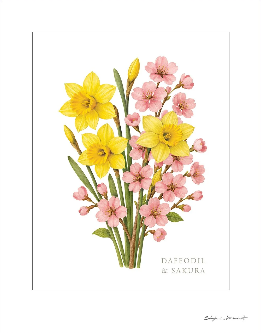 SM2510004 MARCH Daffodil&Sakura 11x14.jpg
