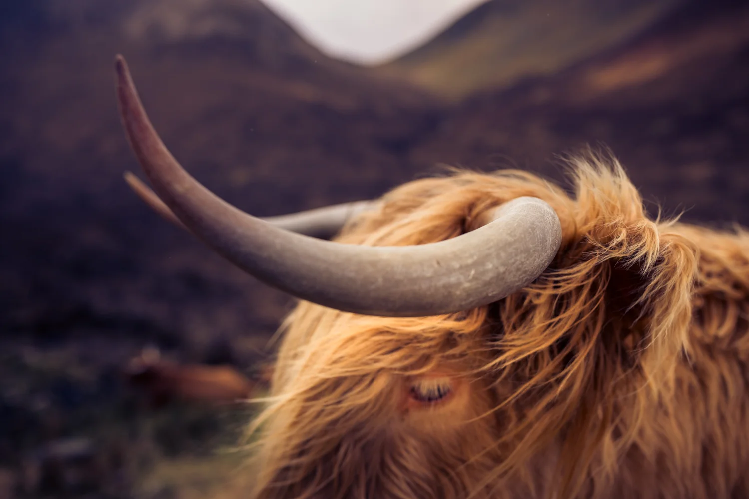 Scotland_2017016.jpg