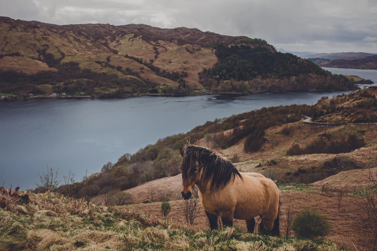 Scotland_2017020.jpg