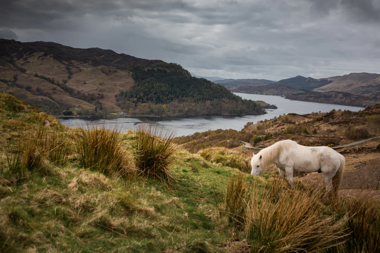 Scotland_2017029.jpg