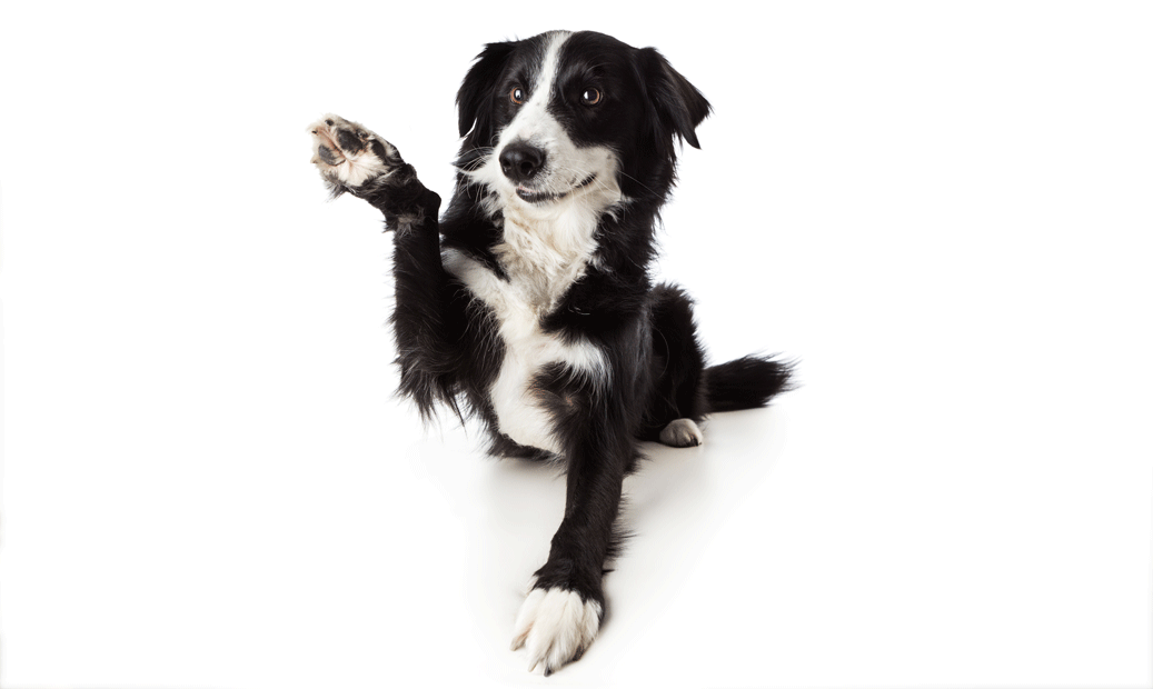 Dog-Wave.gif