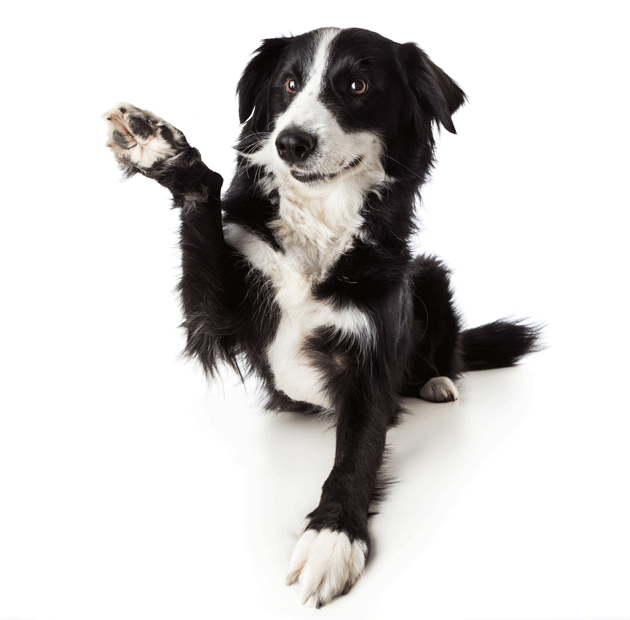 Dog-Wave.gif