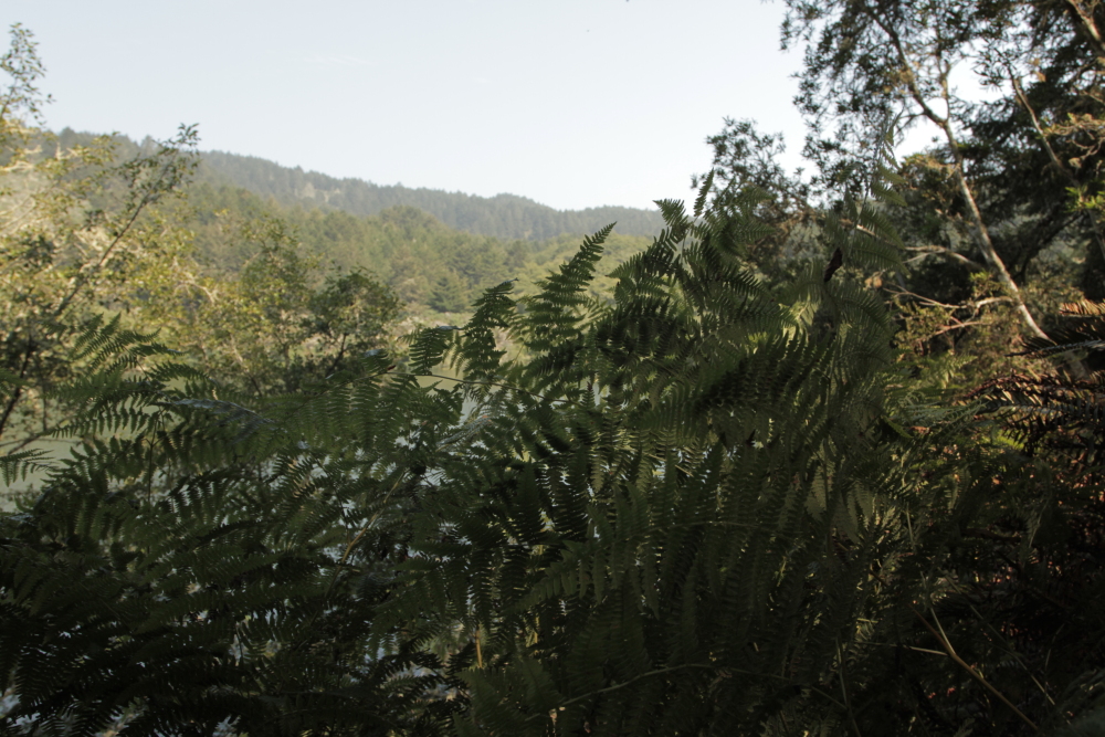 BOLINAS0032.JPG