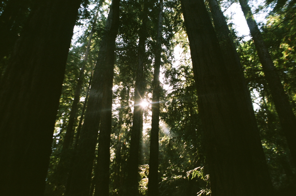 BIG_SUR_FILMFRAMES0010.JPG