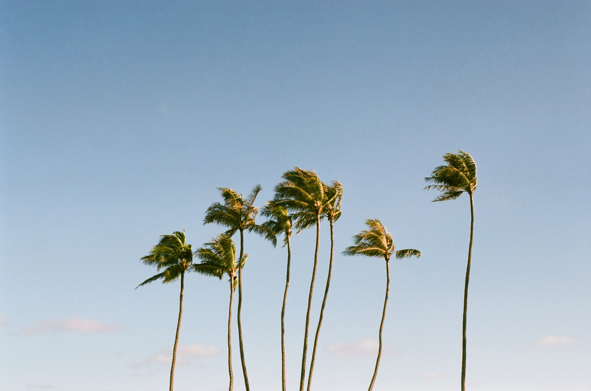 OAHU_DEC_2016_35MM_26.jpg