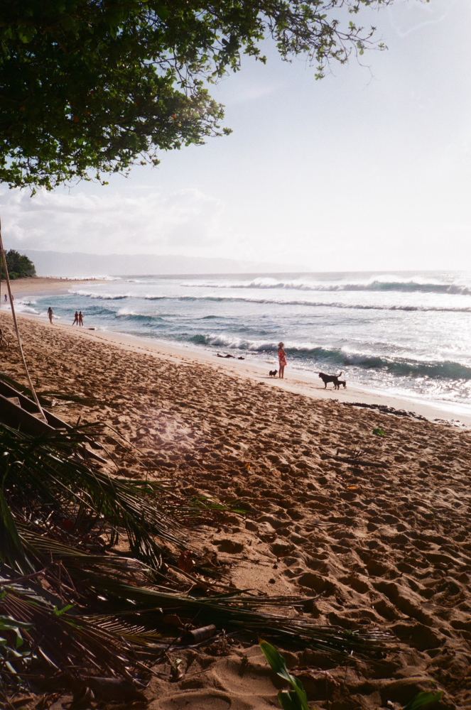 OAHU_MARCH_2017_FF_13.JPG