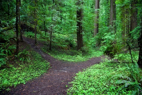 path-in-forest.jpg