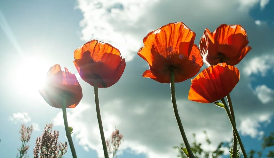 red flowers on blue sky.jpeg