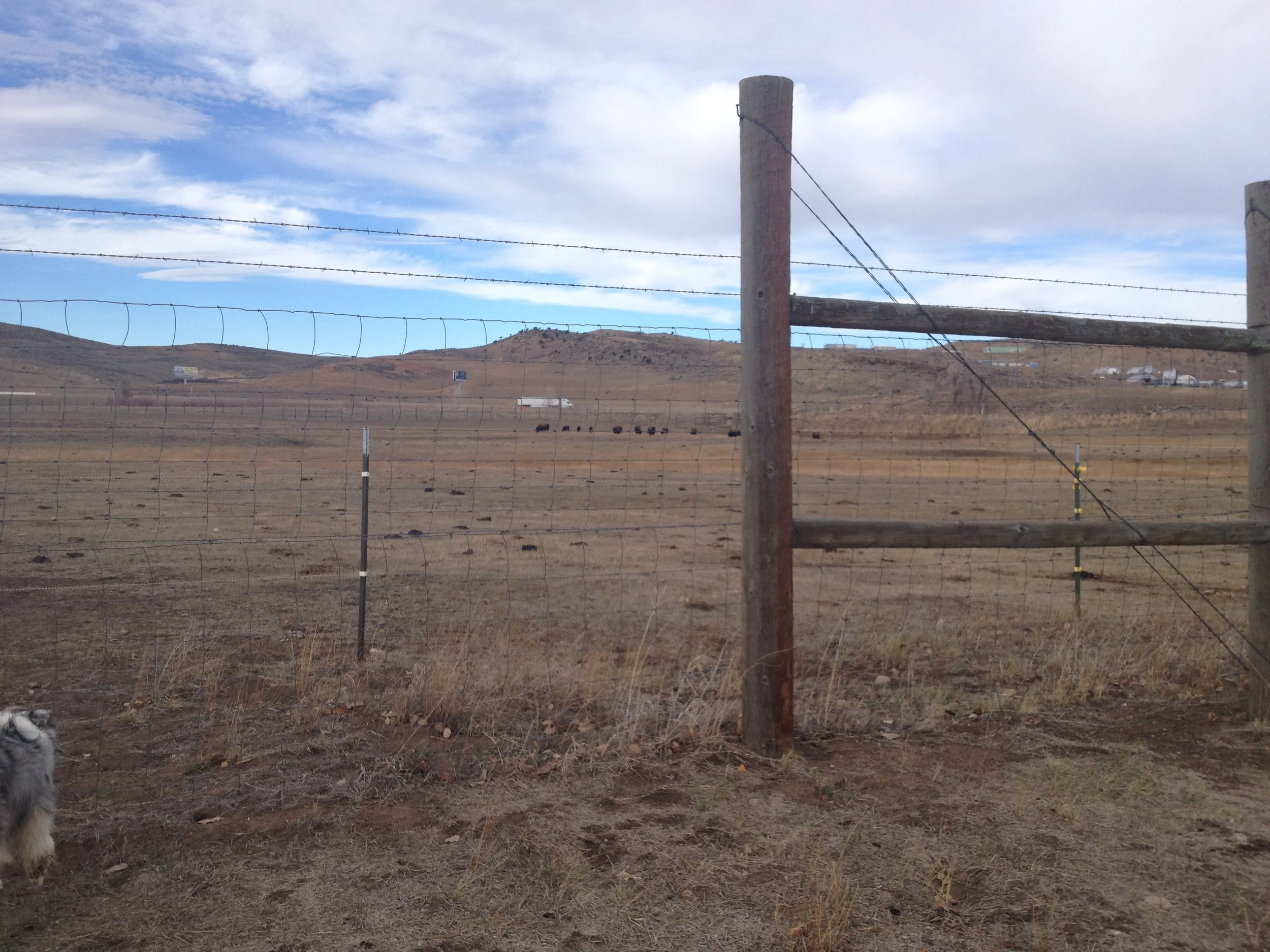 Mellie aspiring to hunt Buffalo photo by Norah Woodsey