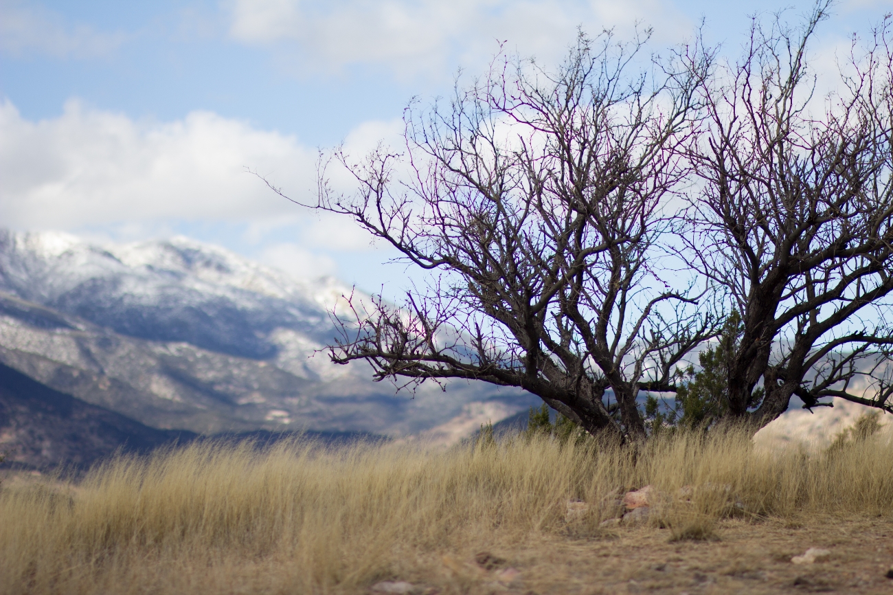 Lonely tree Photo by Jimmy Casey