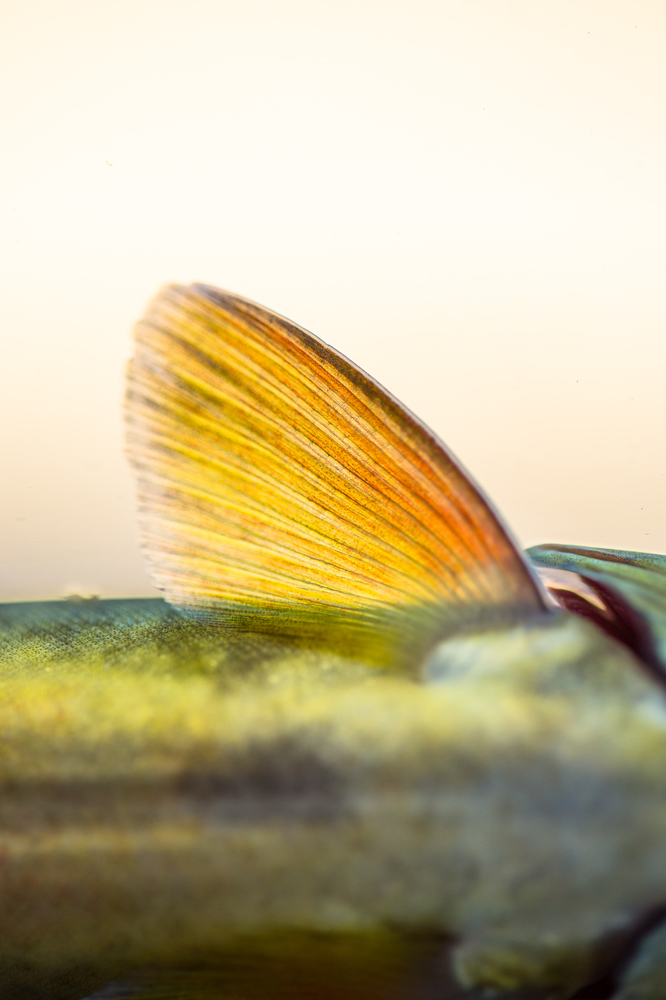 USFWS Gila Trout-4.jpg