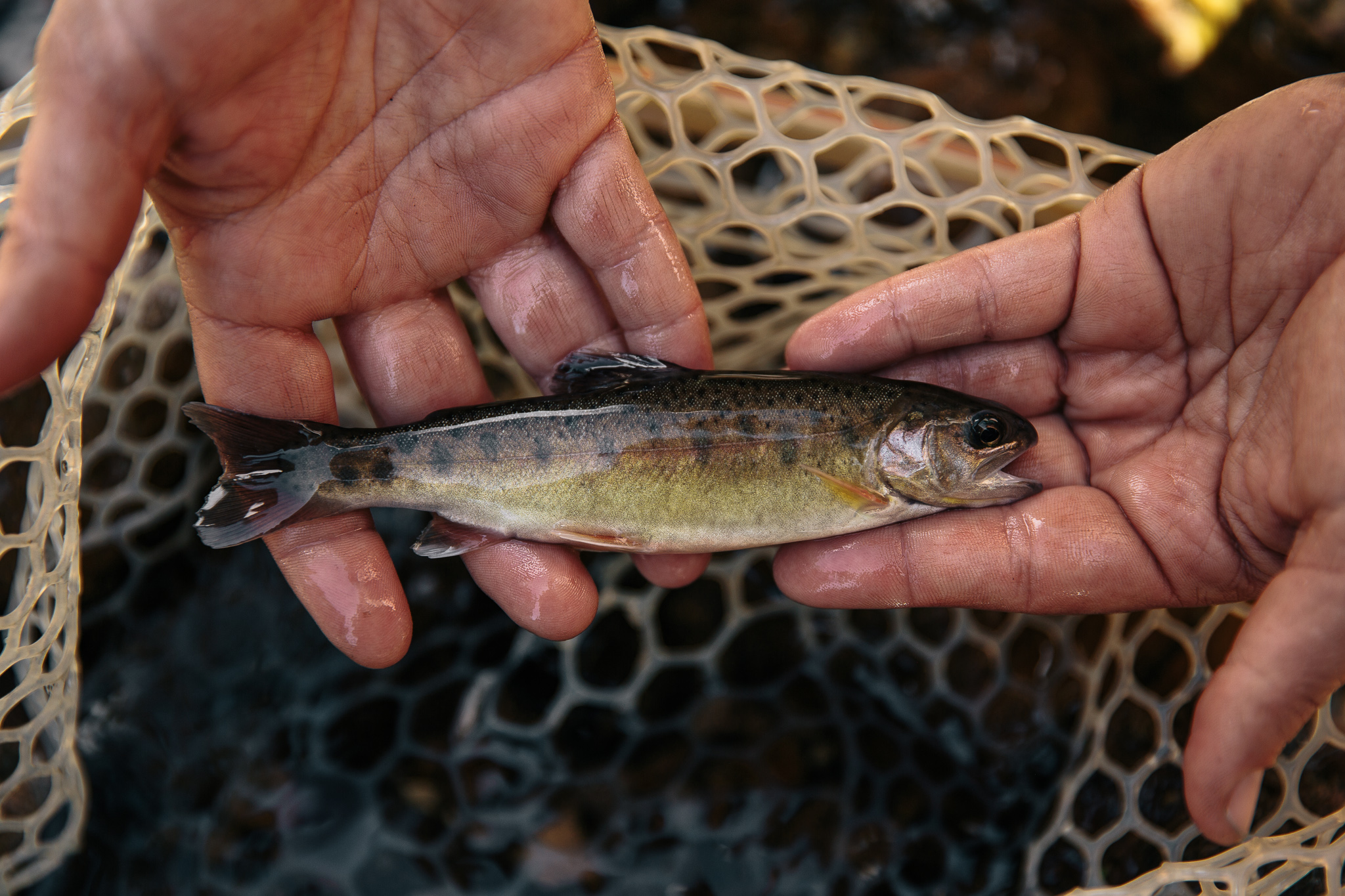 USFWS Gila Trout-11.jpg