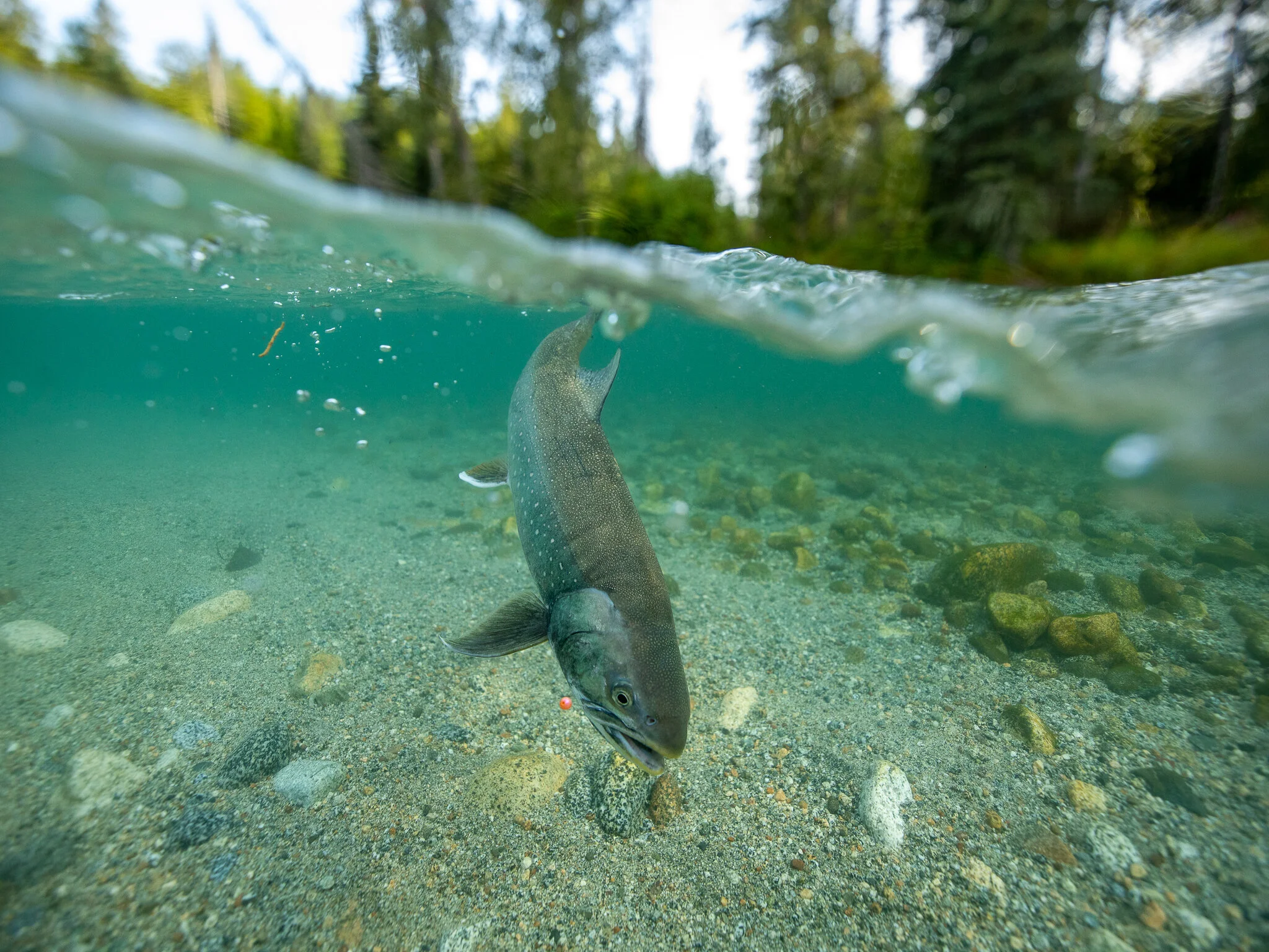 Iliamna Alaska_-3.jpg