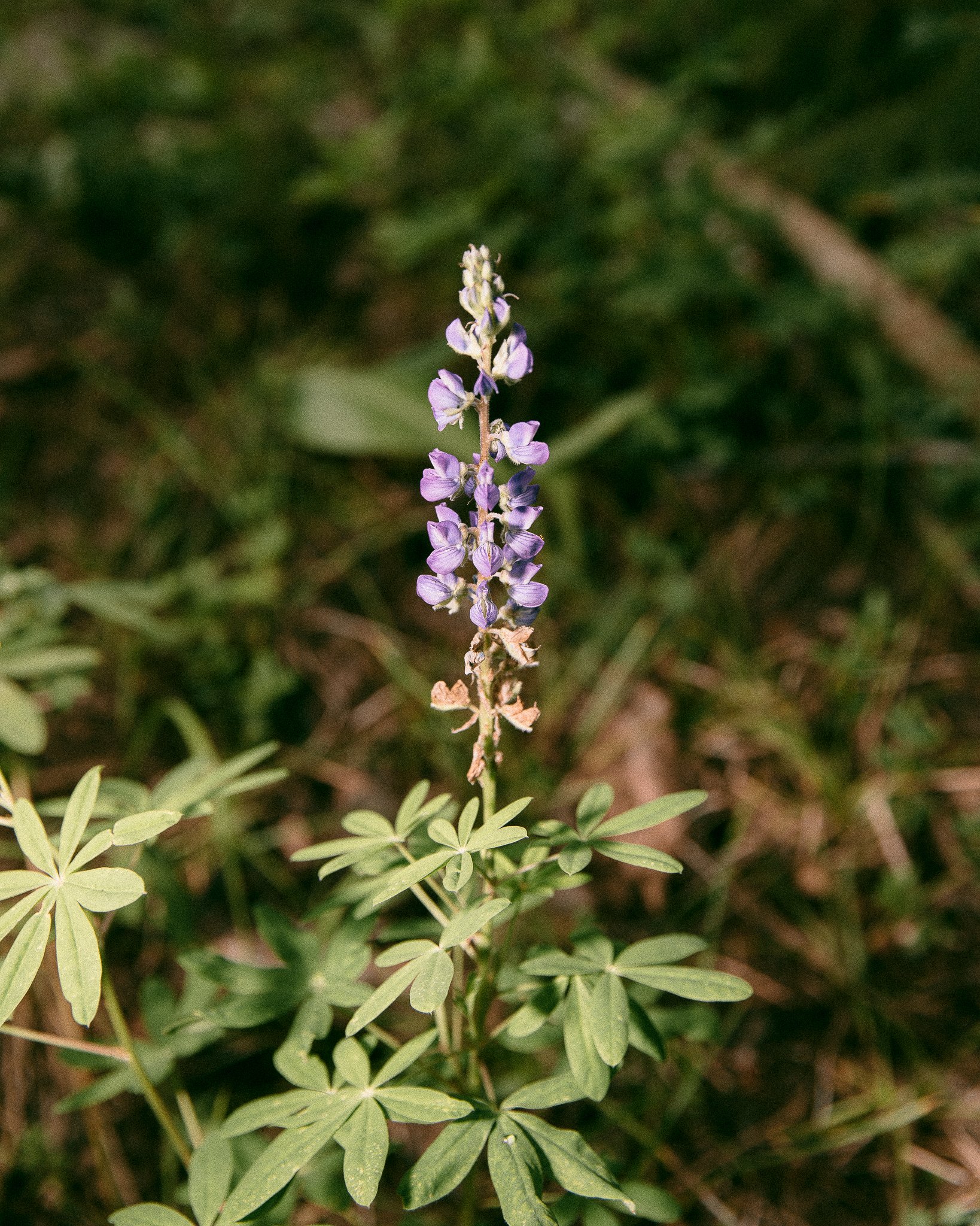 colorado flora-4.jpg