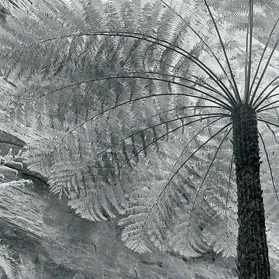 Fern Study, Newnes, Greater Blue Mountains NSW Australia