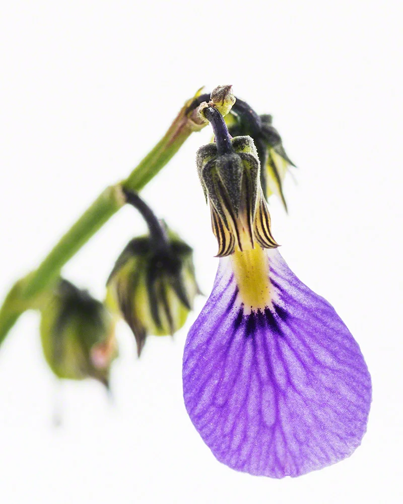 HybanthusmonopetalusCopyrightWarrenHinder2014.jpg