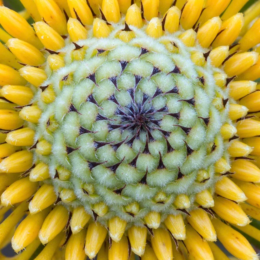 IsopogananemonifoliousCopyrightWarrenHinder2014.jpg