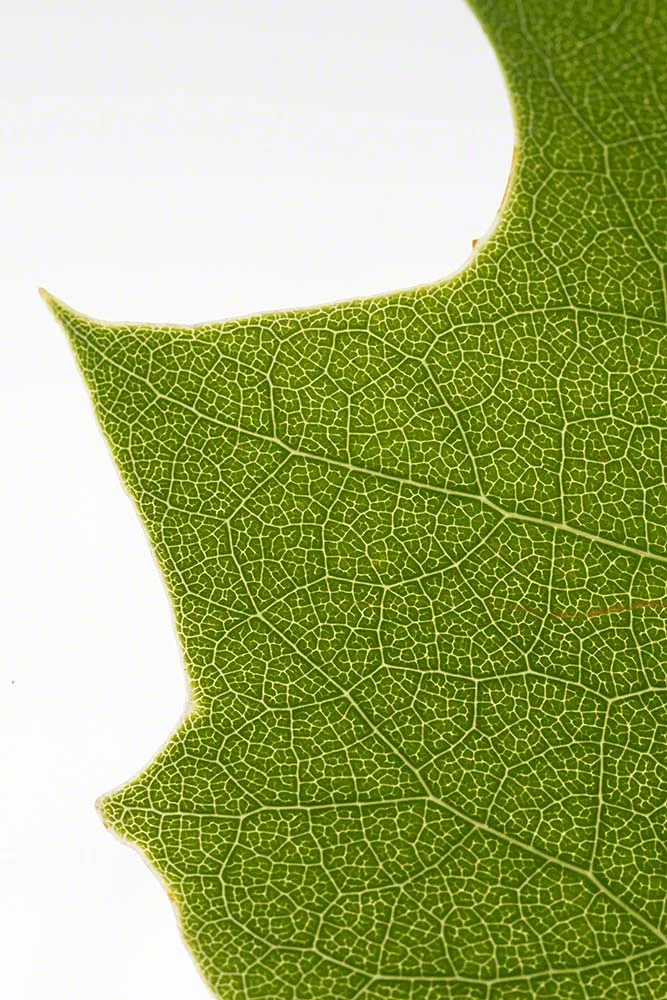 Tulip Tree Leaf