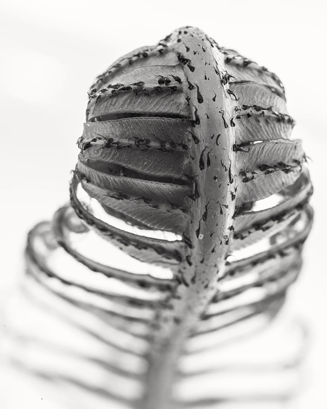 Fern Detail