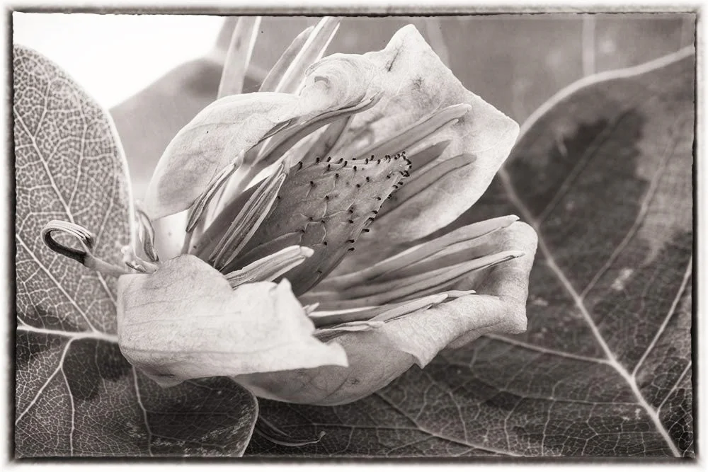 Tulip Tree Flower