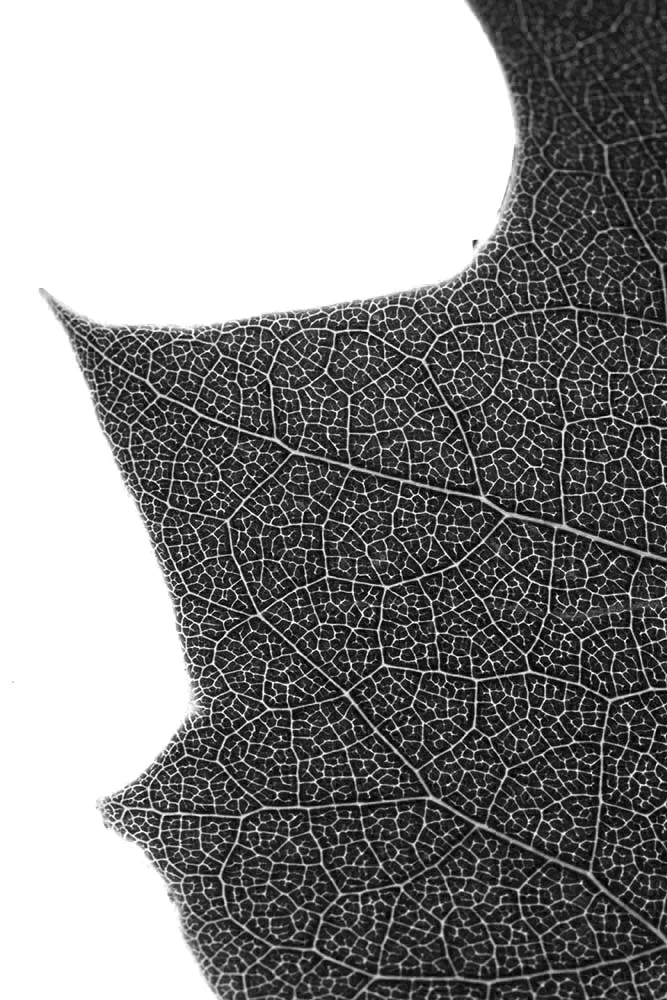 Tulip Tree Leaf