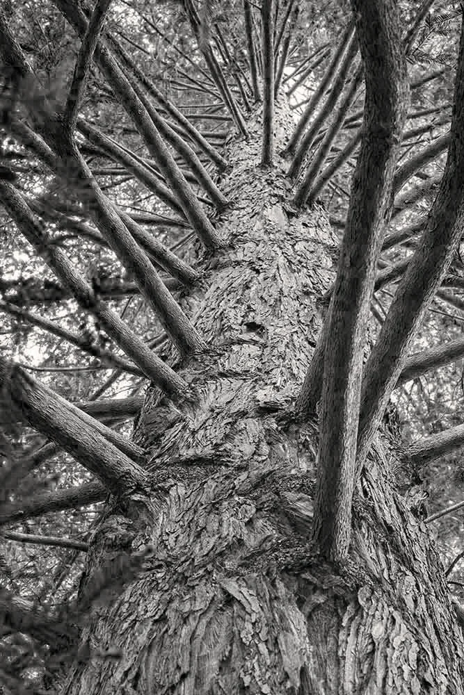 Redwood
