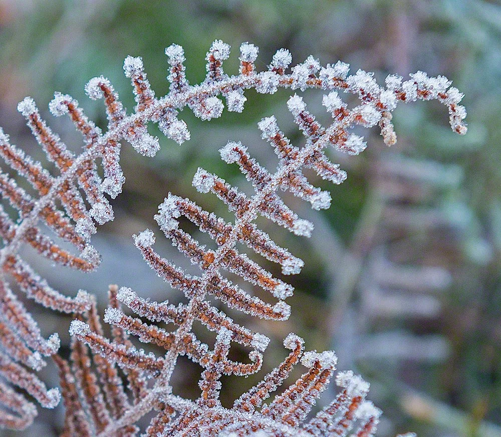 Frost on Ferns