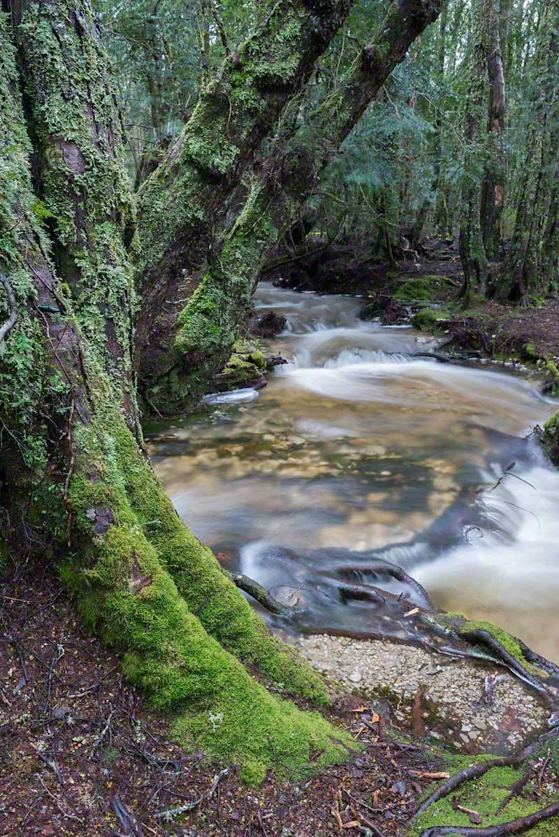 Stream, Cradle Mountain Tasmania Australia