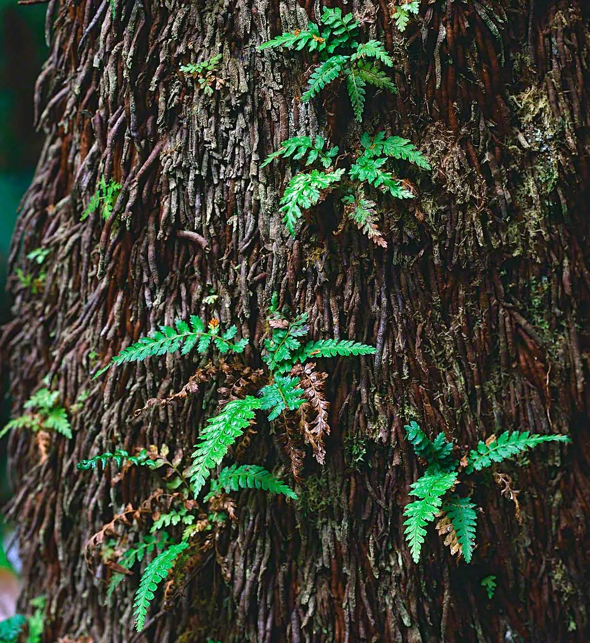 Ferns on Trunk