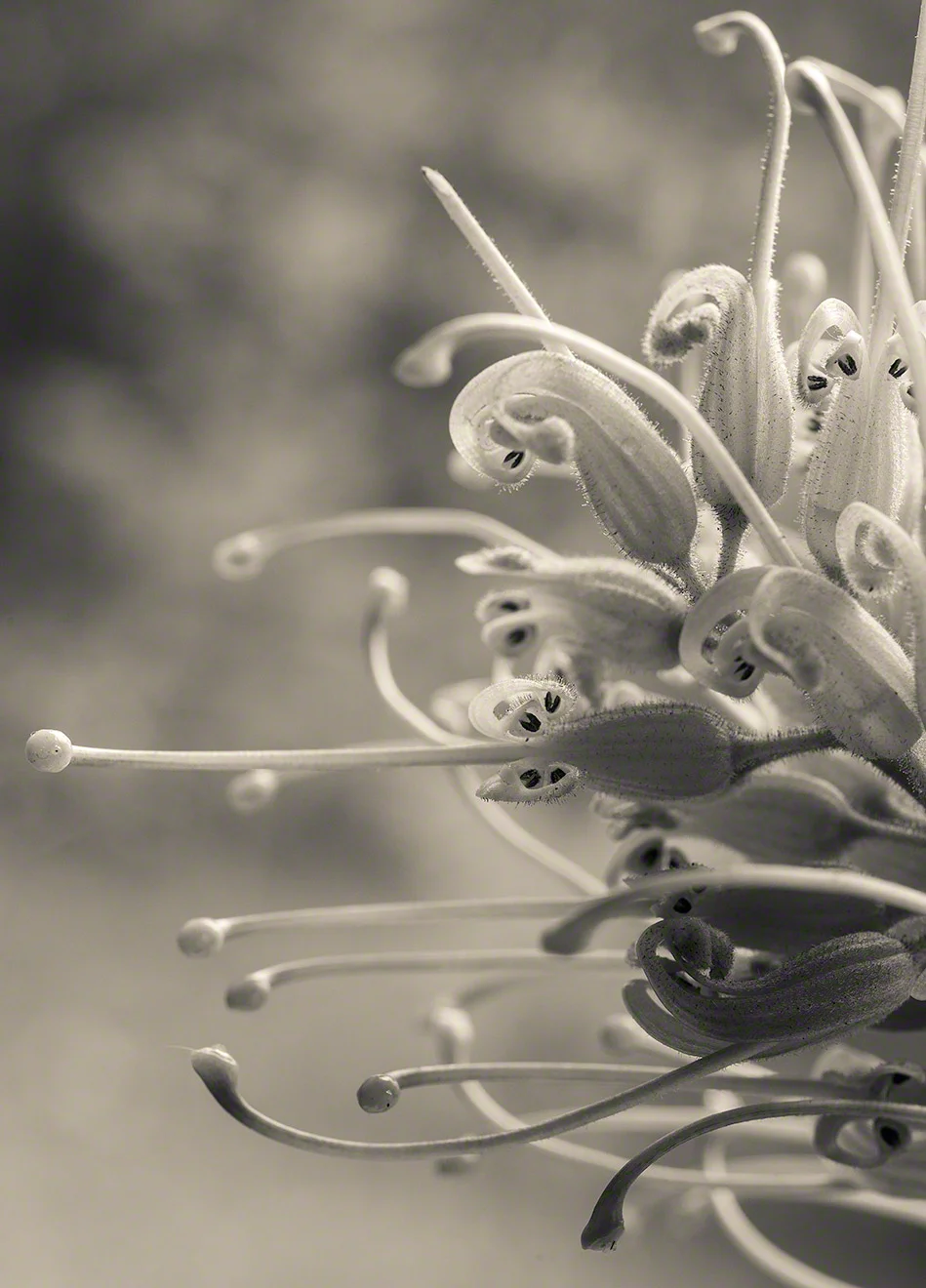 Grevillia Detail