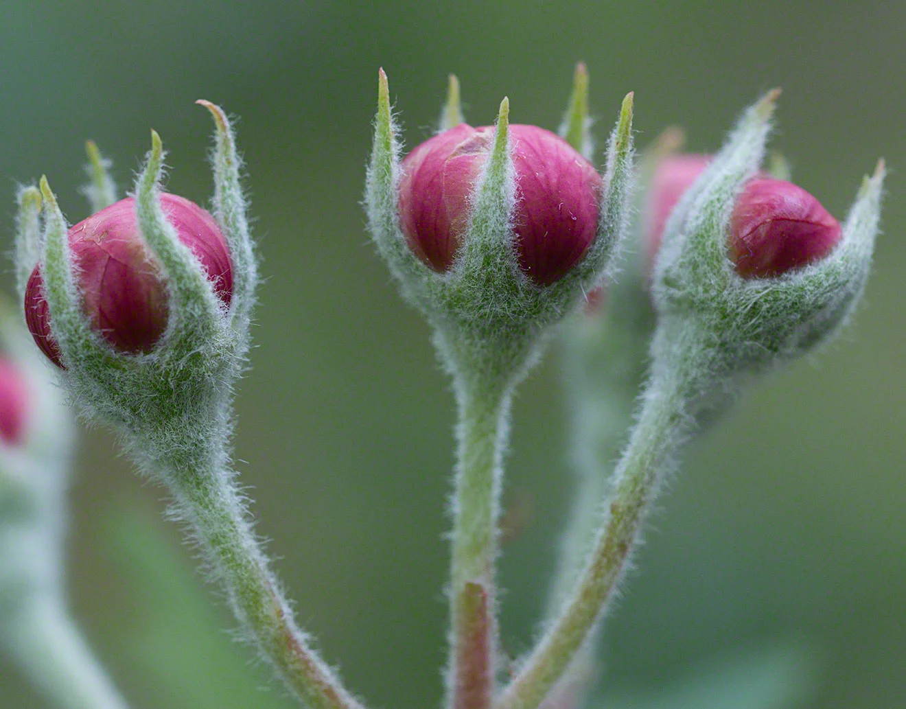 Crab Apple Flower Bud