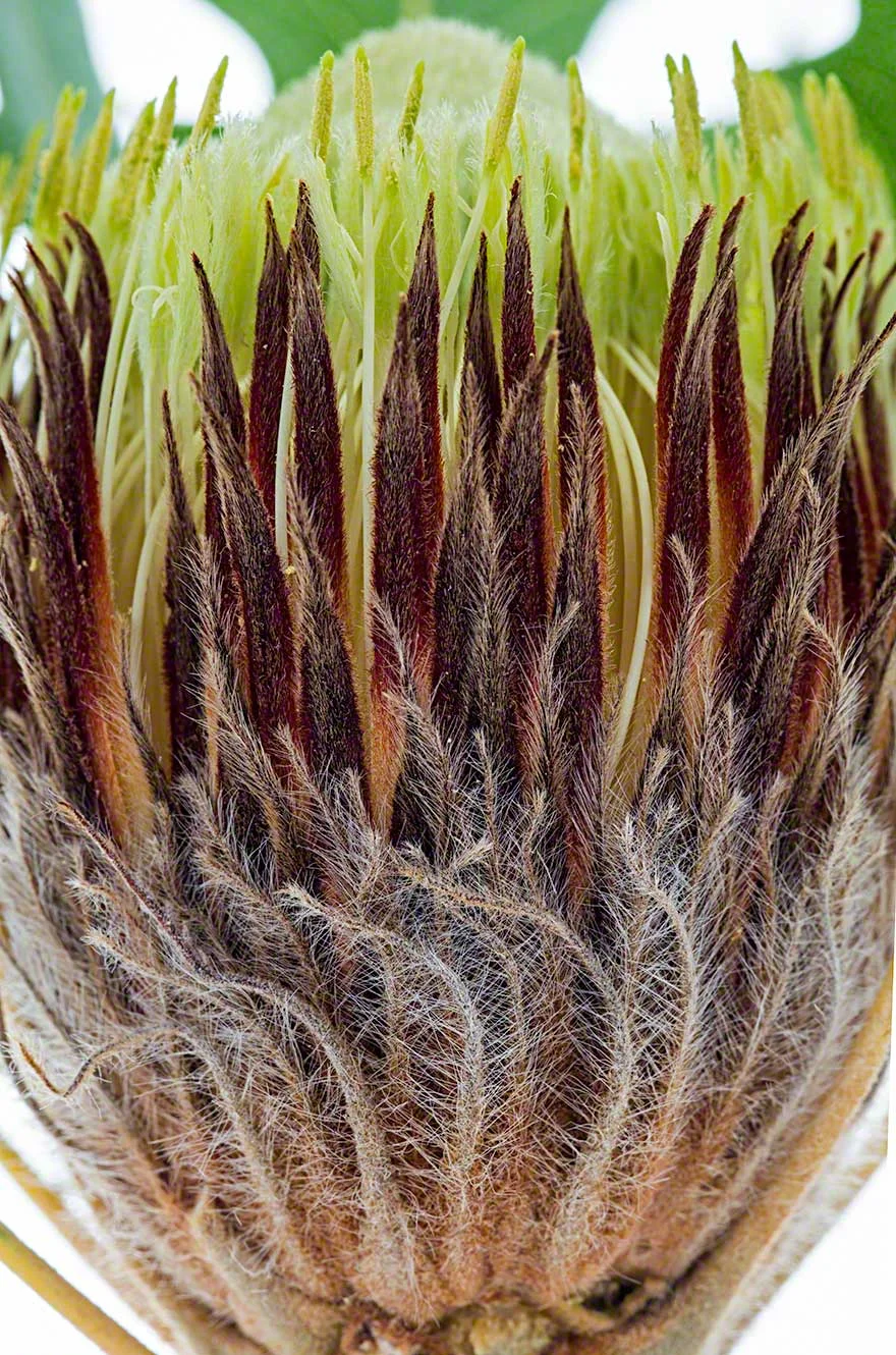 Dryandra Detail, Western Australia