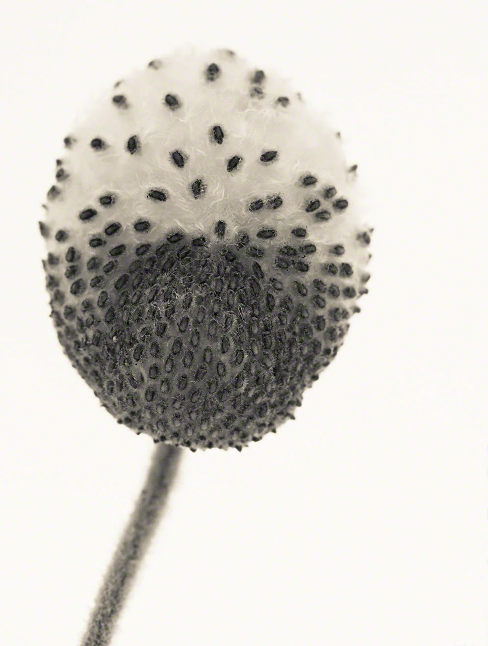 Late Autumn Seed Pod 