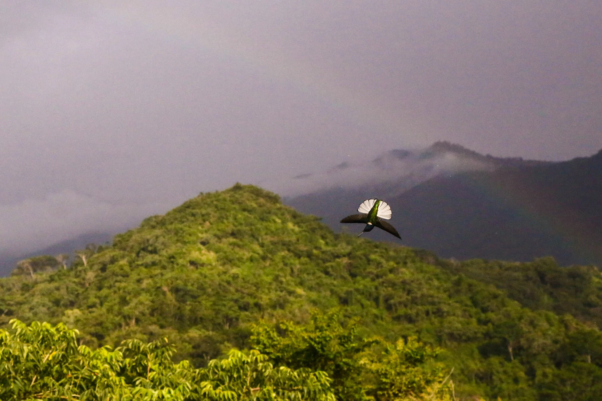Backflip under the Rainbow