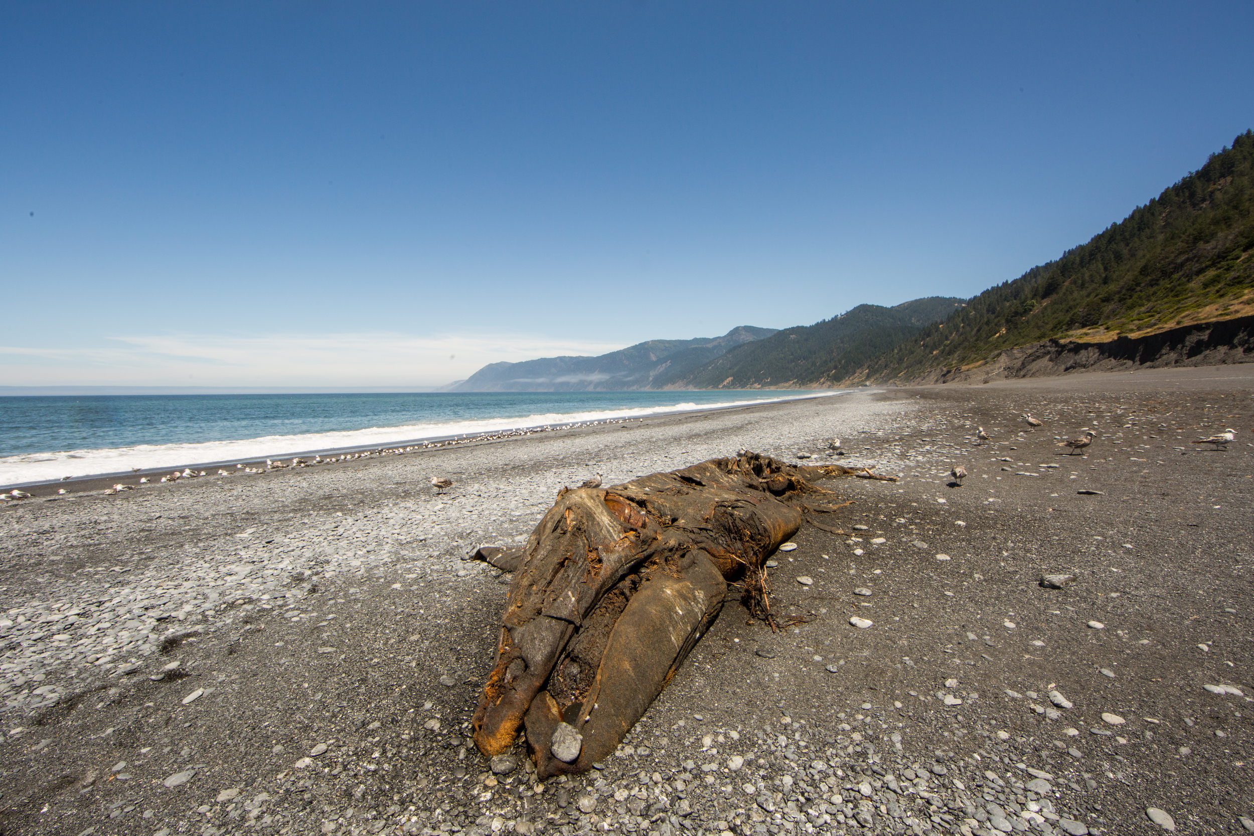 Washed up whale
