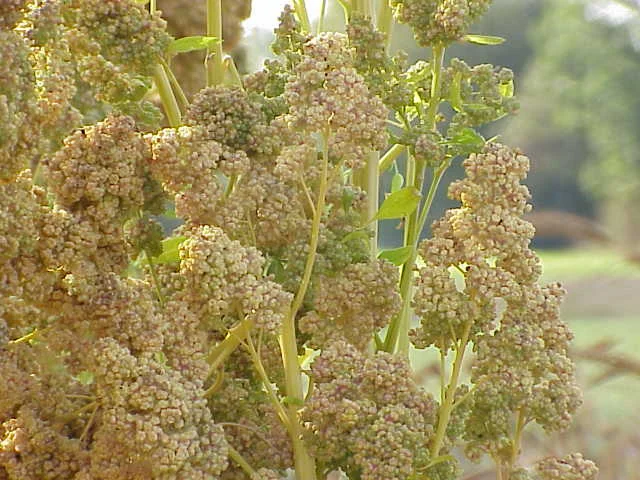 Indigenous Grown and Harvested Quinoa from the heartland of Colombia