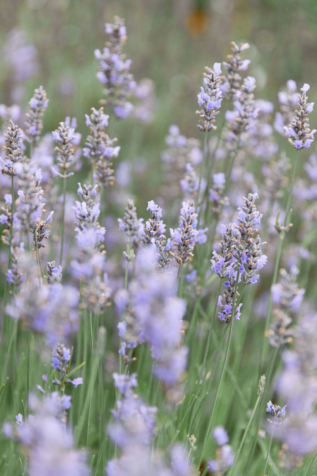 lavender flowers close up garden field