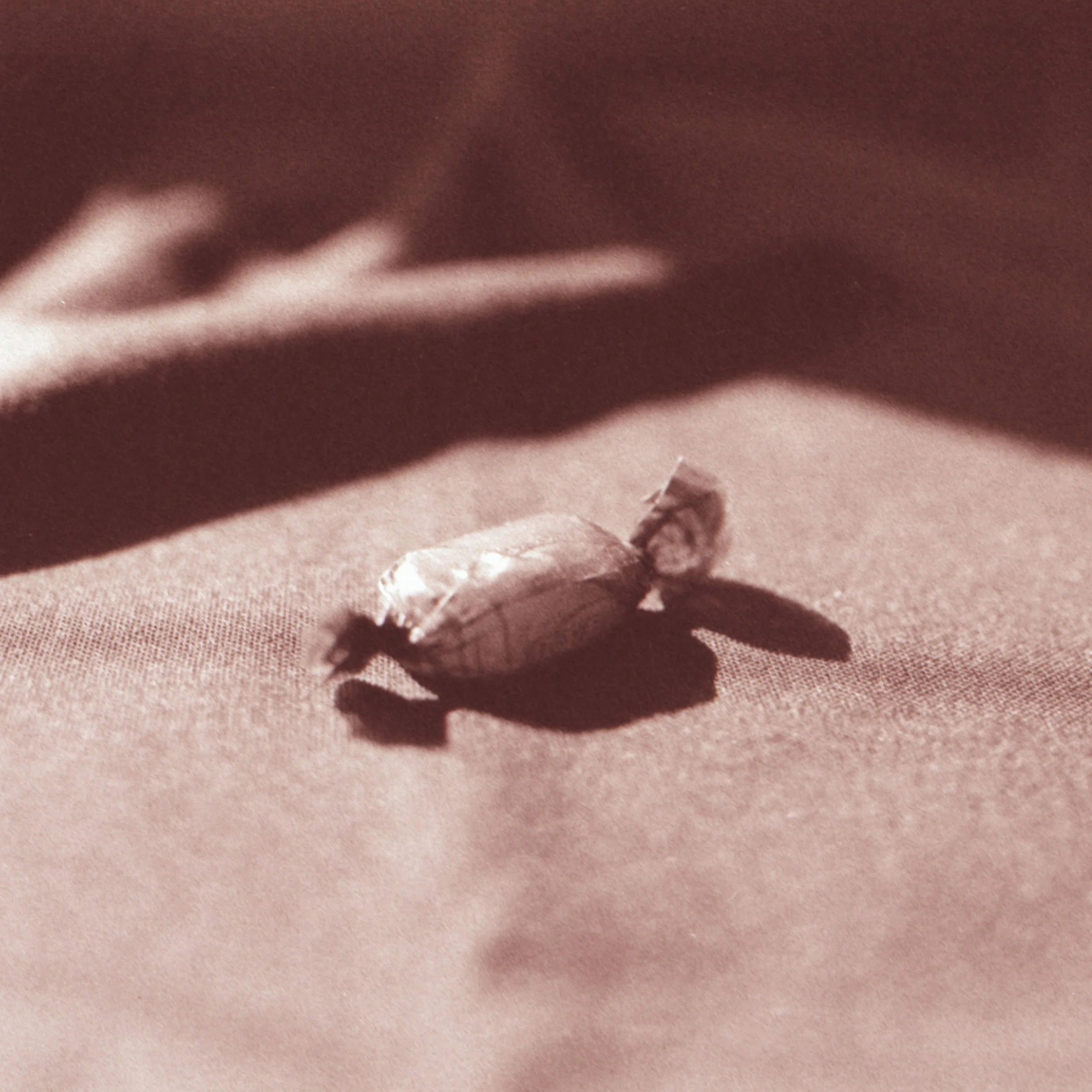 Eucalyptus candy 01 lighter.jpg