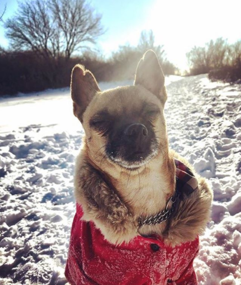 The dreaded F-word… Fleas!