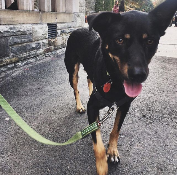 HELP ZAKI FIND A HOME!