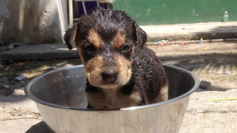 Hot Dogs! Tips for keeping your pups cool in the heat