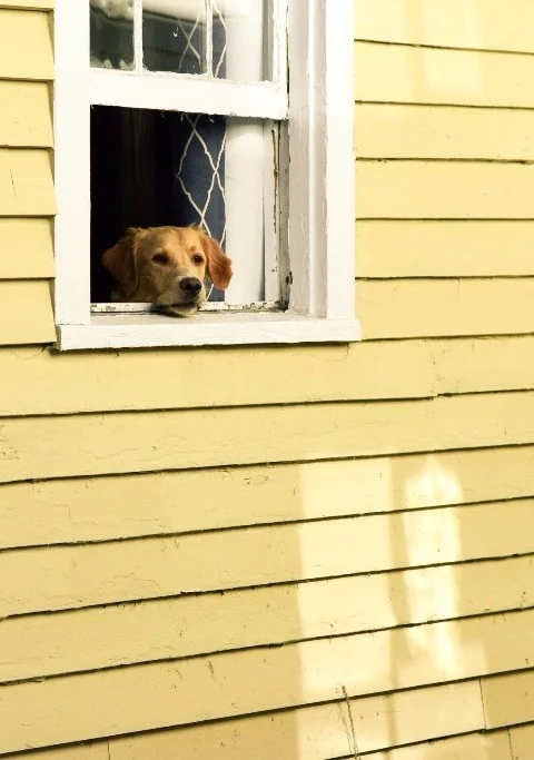 How can I improve my dog’s separation anxiety?