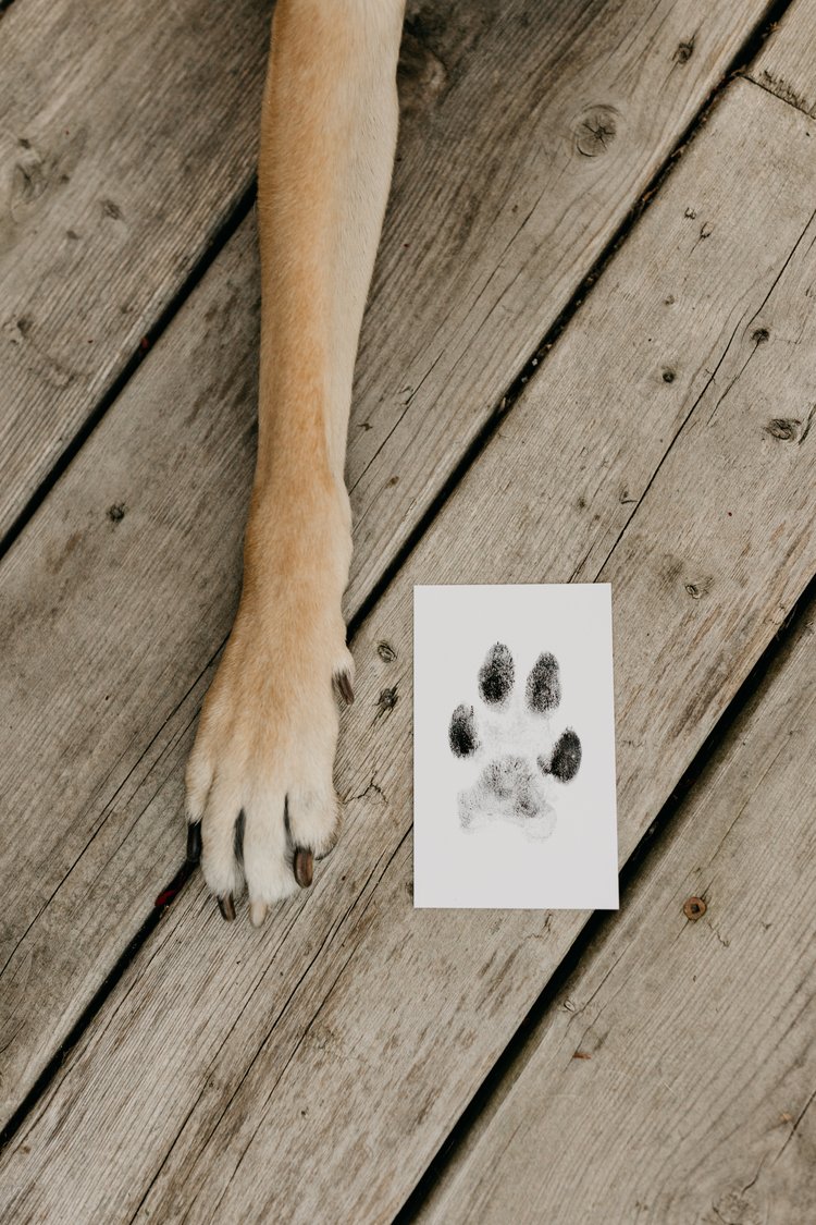 Puppy's First Paw Prints- “No Mess” Ink-less Paw Print Keepsakes- Limited  Time Offer