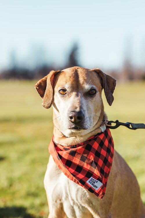 Save Our Scruff Dog Rescue Toronto Canada