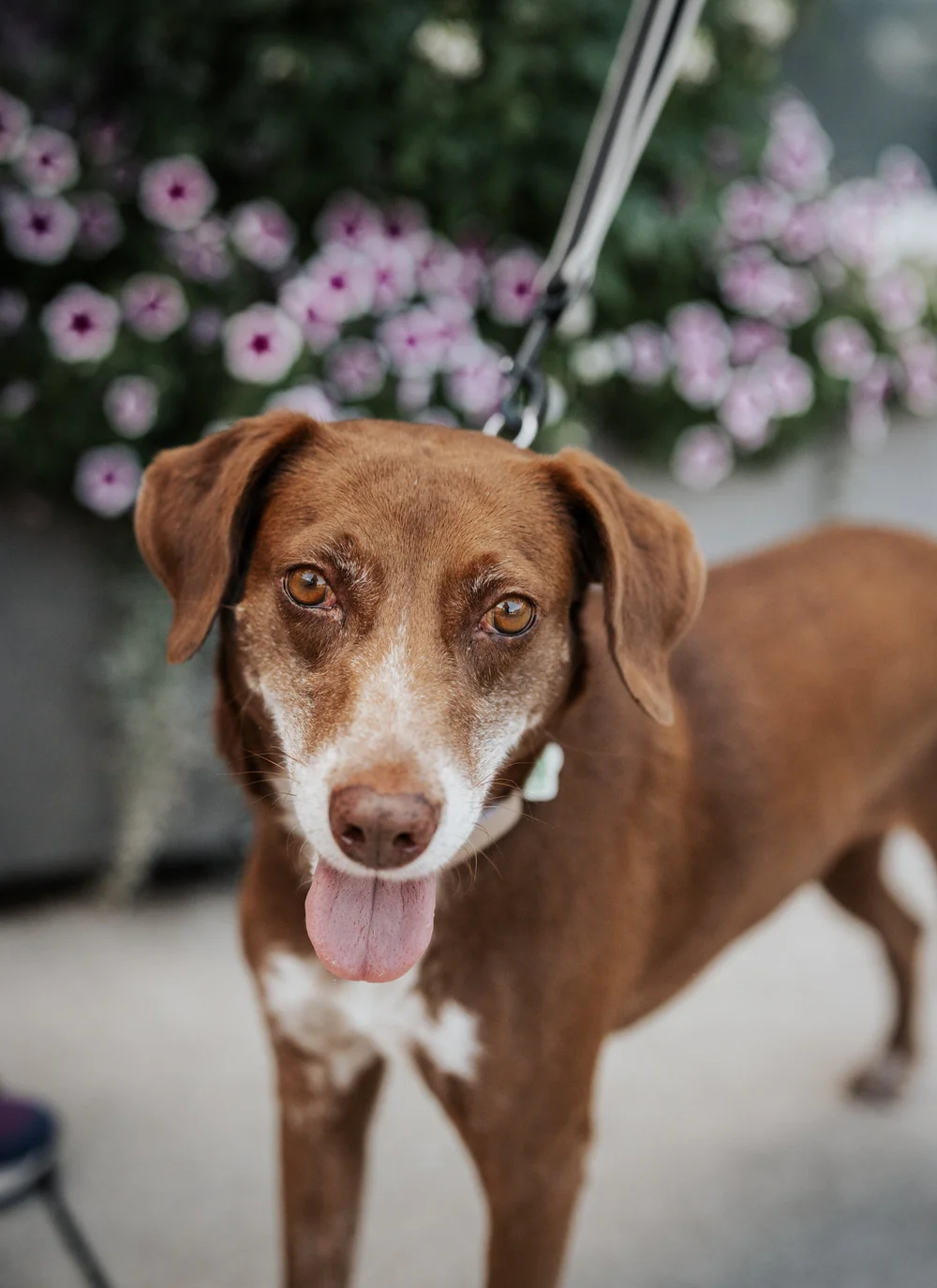 Can You Adopt a Dog for Free? Discover How to Save a Life Today